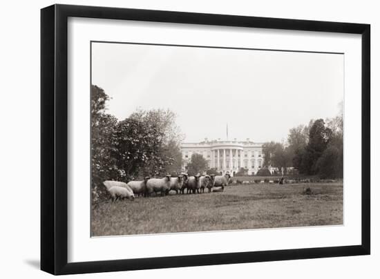 Sheep Grazing on the White House Lawn. During World War 1 from 1916 to 1919-null-Framed Photo