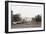 Sheep Grazing on the White House Lawn. During World War 1 from 1916 to 1919-null-Framed Photo