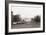 Sheep Grazing on the White House Lawn. During World War 1 from 1916 to 1919-null-Framed Photo