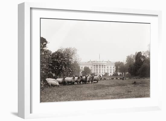 Sheep Grazing on the White House Lawn. During World War 1 from 1916 to 1919-null-Framed Photo