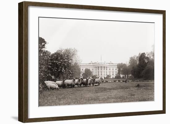 Sheep Grazing on the White House Lawn. During World War 1 from 1916 to 1919-null-Framed Photo