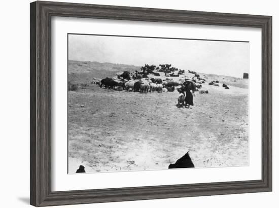 Sheep Grazing Outside Samarra, Mesopotamia, 1918-null-Framed Giclee Print