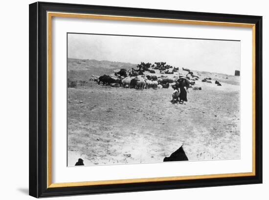 Sheep Grazing Outside Samarra, Mesopotamia, 1918-null-Framed Giclee Print