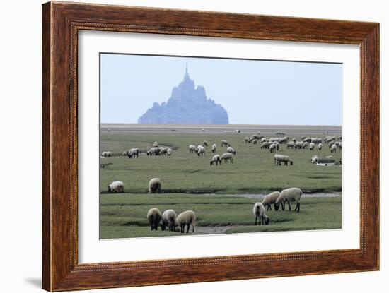 Sheep Grazing-David Nunuk-Framed Photographic Print