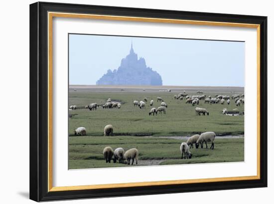 Sheep Grazing-David Nunuk-Framed Photographic Print