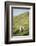 Sheep, Heimaey Island, Vestmannaeyjar, Volcanic Westman Islands, Iceland, Polar Regions-Christian Kober-Framed Photographic Print