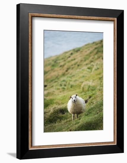 Sheep, Heimaey Island, Vestmannaeyjar, Volcanic Westman Islands, Iceland, Polar Regions-Christian Kober-Framed Photographic Print