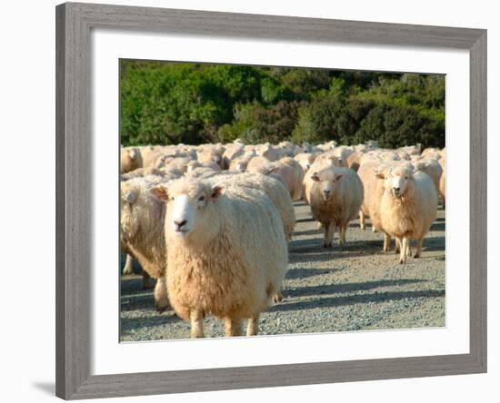 Sheep Herd, New Zealand-William Sutton-Framed Photographic Print