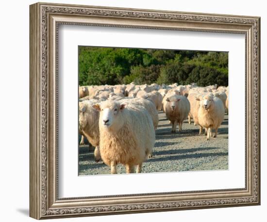 Sheep Herd, New Zealand-William Sutton-Framed Photographic Print