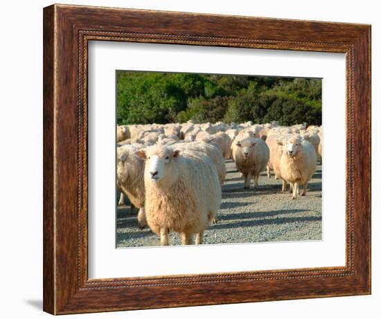 Sheep Herd, New Zealand-William Sutton-Framed Photographic Print