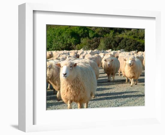 Sheep Herd, New Zealand-William Sutton-Framed Photographic Print