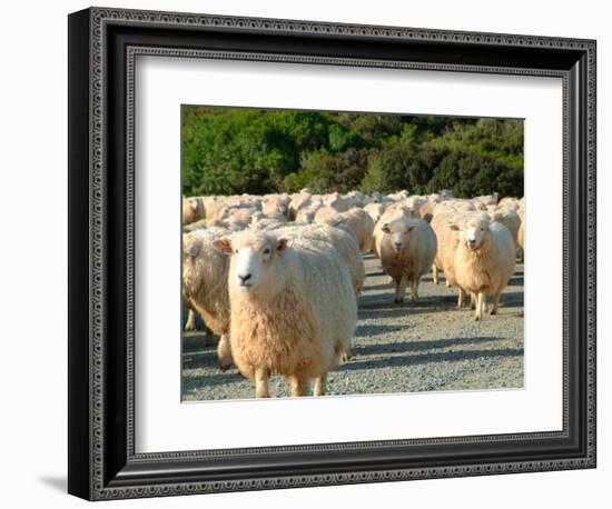 Sheep Herd, New Zealand-William Sutton-Framed Photographic Print