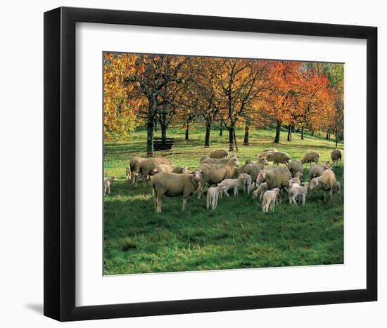 Sheep Herd-null-Framed Art Print