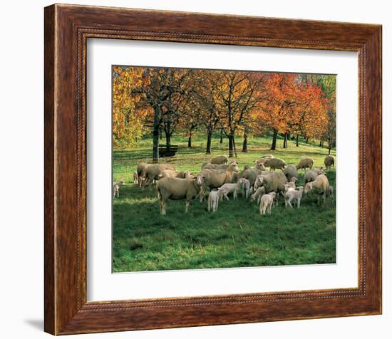 Sheep Herd-null-Framed Art Print