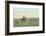 Sheep Herding in the West-null-Framed Art Print