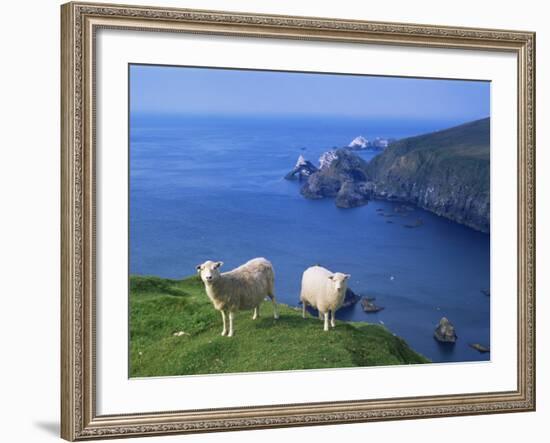 Sheep, Hermaness Nature Reserve, Hermaness, Scotland, United Kingdom-Patrick Dieudonne-Framed Photographic Print