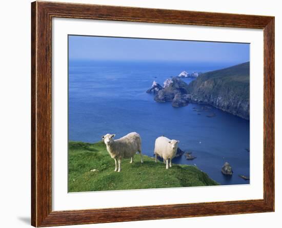 Sheep, Hermaness Nature Reserve, Hermaness, Scotland, United Kingdom-Patrick Dieudonne-Framed Photographic Print