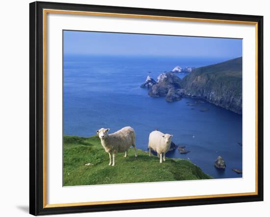 Sheep, Hermaness Nature Reserve, Hermaness, Scotland, United Kingdom-Patrick Dieudonne-Framed Photographic Print