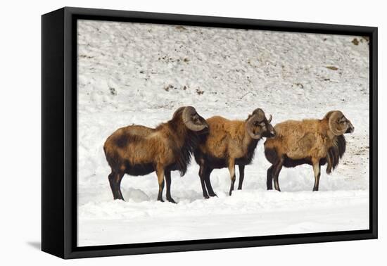 Sheep in A Line.-gjphotography-Framed Premier Image Canvas