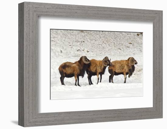 Sheep in A Line.-gjphotography-Framed Photographic Print