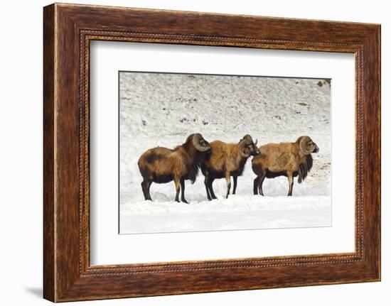 Sheep in A Line.-gjphotography-Framed Photographic Print