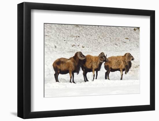 Sheep in A Line.-gjphotography-Framed Photographic Print