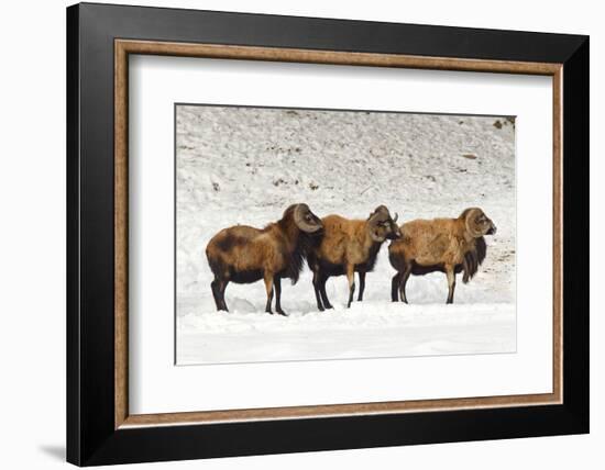 Sheep in A Line.-gjphotography-Framed Photographic Print
