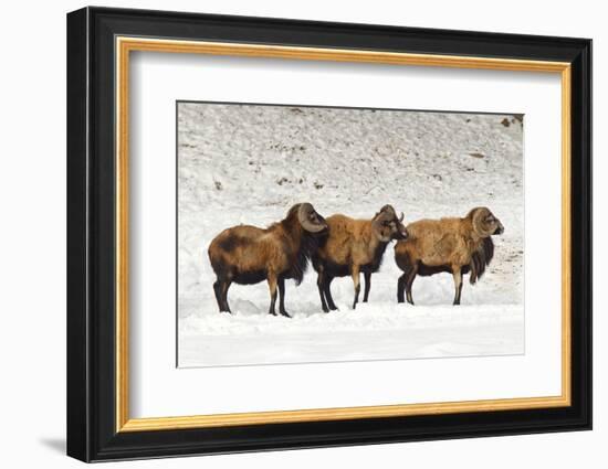 Sheep in A Line.-gjphotography-Framed Photographic Print