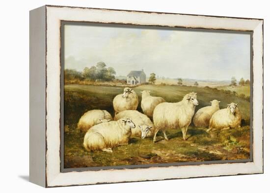 Sheep in a Meadow-James Charles Morris-Framed Premier Image Canvas