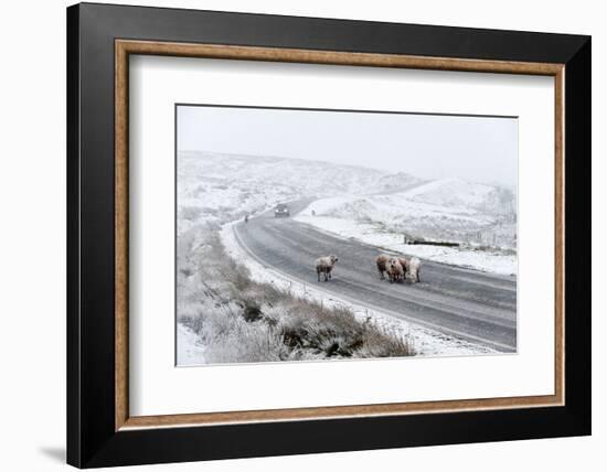 Sheep in a Wintry Landscape on the Mynydd Epynt Moorland, Powys, Wales, United Kingdom, Europe-Graham Lawrence-Framed Photographic Print