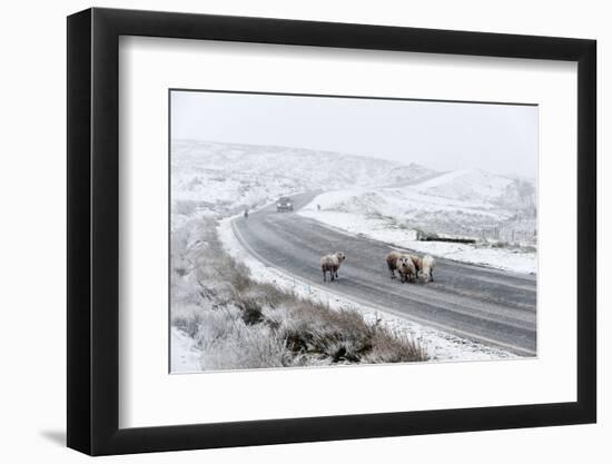 Sheep in a Wintry Landscape on the Mynydd Epynt Moorland, Powys, Wales, United Kingdom, Europe-Graham Lawrence-Framed Photographic Print