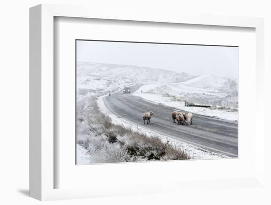 Sheep in a Wintry Landscape on the Mynydd Epynt Moorland, Powys, Wales, United Kingdom, Europe-Graham Lawrence-Framed Photographic Print