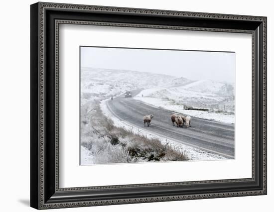 Sheep in a Wintry Landscape on the Mynydd Epynt Moorland, Powys, Wales, United Kingdom, Europe-Graham Lawrence-Framed Photographic Print