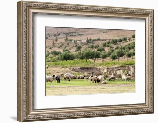 Sheep in front of Temple of Apollo, Roman ruins of Bulla Regia, Tunisia-Nico Tondini-Framed Photographic Print