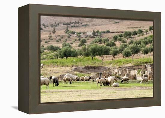 Sheep in front of Temple of Apollo, Roman ruins of Bulla Regia, Tunisia-Nico Tondini-Framed Premier Image Canvas