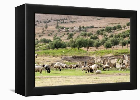 Sheep in front of Temple of Apollo, Roman ruins of Bulla Regia, Tunisia-Nico Tondini-Framed Premier Image Canvas