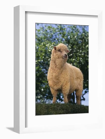 Sheep in Grass-DLILLC-Framed Photographic Print