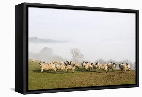 Sheep in Misty Weather on the Mynyd Epynt Moorland, Powys, Wales, United Kingdom-Graham Lawrence-Framed Premier Image Canvas