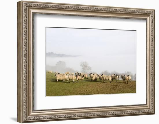 Sheep in Misty Weather on the Mynyd Epynt Moorland, Powys, Wales, United Kingdom-Graham Lawrence-Framed Photographic Print