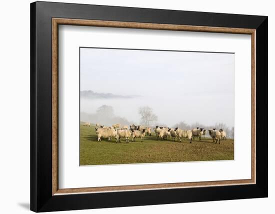 Sheep in Misty Weather on the Mynyd Epynt Moorland, Powys, Wales, United Kingdom-Graham Lawrence-Framed Photographic Print