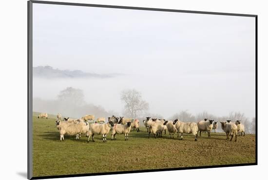 Sheep in Misty Weather on the Mynyd Epynt Moorland, Powys, Wales, United Kingdom-Graham Lawrence-Mounted Photographic Print