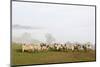 Sheep in Misty Weather on the Mynyd Epynt Moorland, Powys, Wales, United Kingdom-Graham Lawrence-Mounted Photographic Print