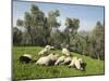 Sheep in Olive Grove, Patsos, Rethimnon (Rethymno) Region, Crete, Greek Islands, Greece, Europe-Stuart Black-Mounted Photographic Print