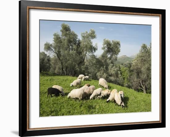 Sheep in Olive Grove, Patsos, Rethimnon (Rethymno) Region, Crete, Greek Islands, Greece, Europe-Stuart Black-Framed Photographic Print