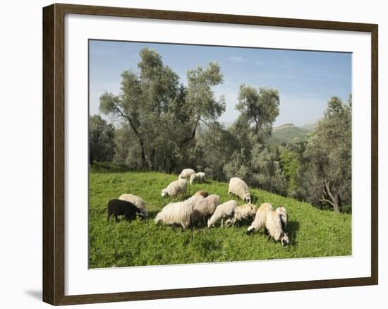 Sheep in Olive Grove, Patsos, Rethimnon (Rethymno) Region, Crete, Greek Islands, Greece, Europe-Stuart Black-Framed Photographic Print