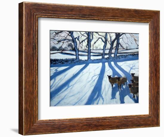 Sheep in Snow, Derbyshire-Andrew Macara-Framed Giclee Print