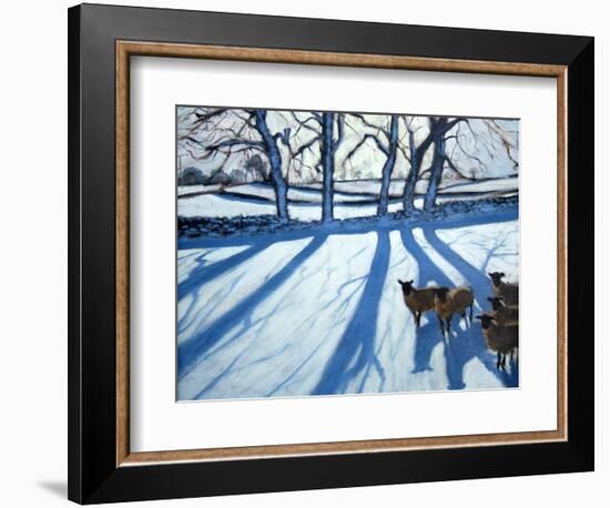 Sheep in Snow, Derbyshire-Andrew Macara-Framed Giclee Print