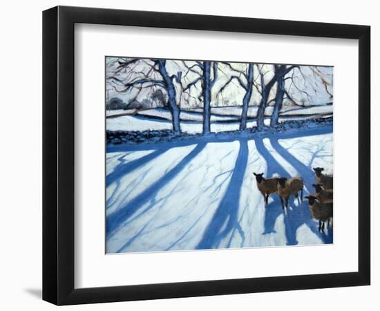 Sheep in Snow, Derbyshire-Andrew Macara-Framed Giclee Print