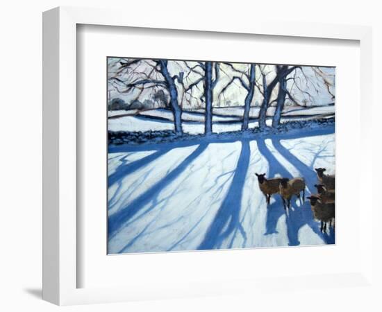 Sheep in Snow, Derbyshire-Andrew Macara-Framed Giclee Print