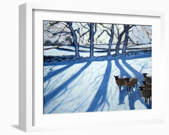 Sheep in Snow, Derbyshire-Andrew Macara-Framed Giclee Print